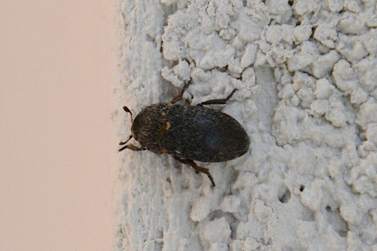 Dermestidae : Dermestes laniarius? Forse s.